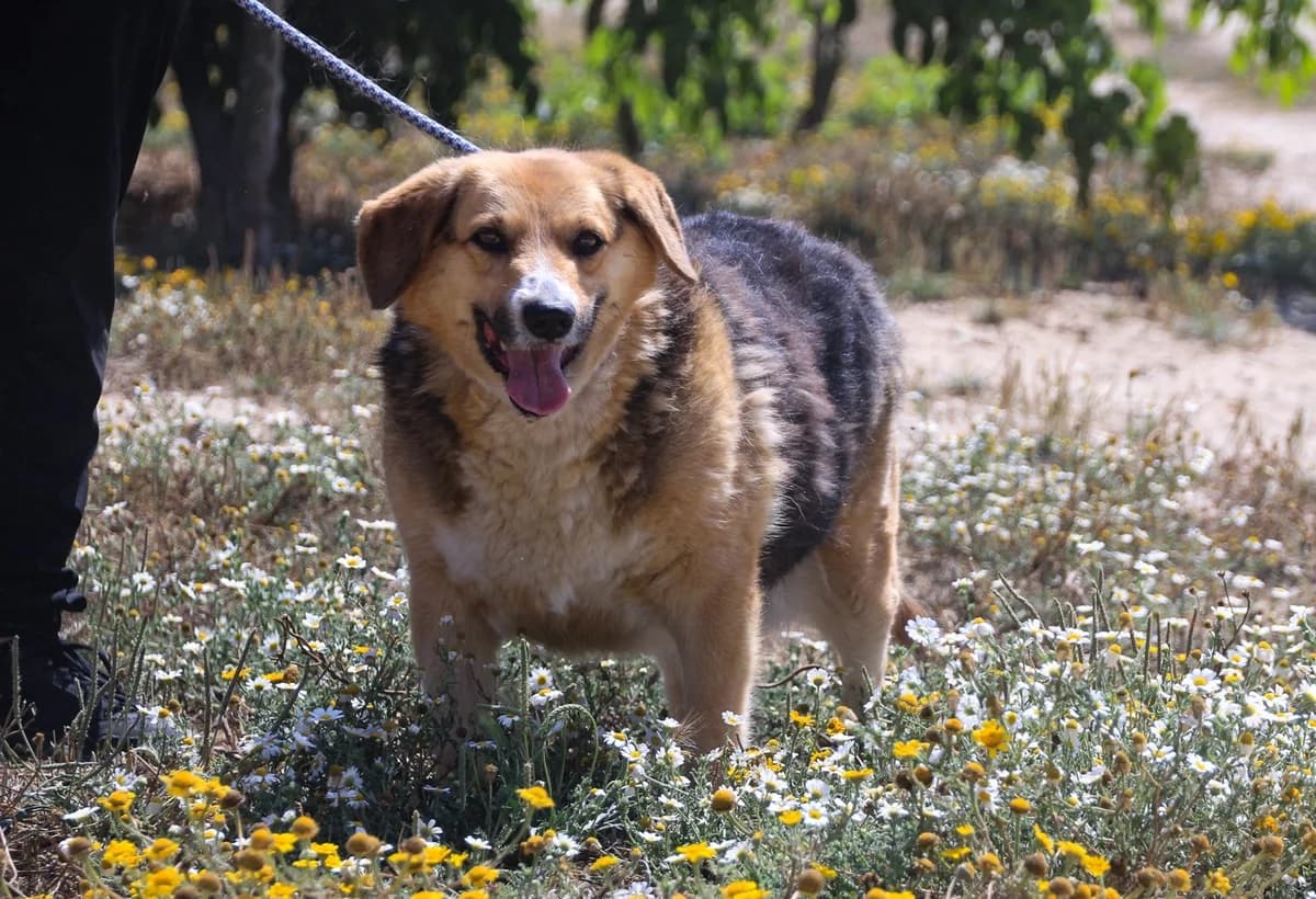 TIETA, Tricolor (Calico) female senior Mixed Breed for adoption at O Cantinho da Milu, Lisbon