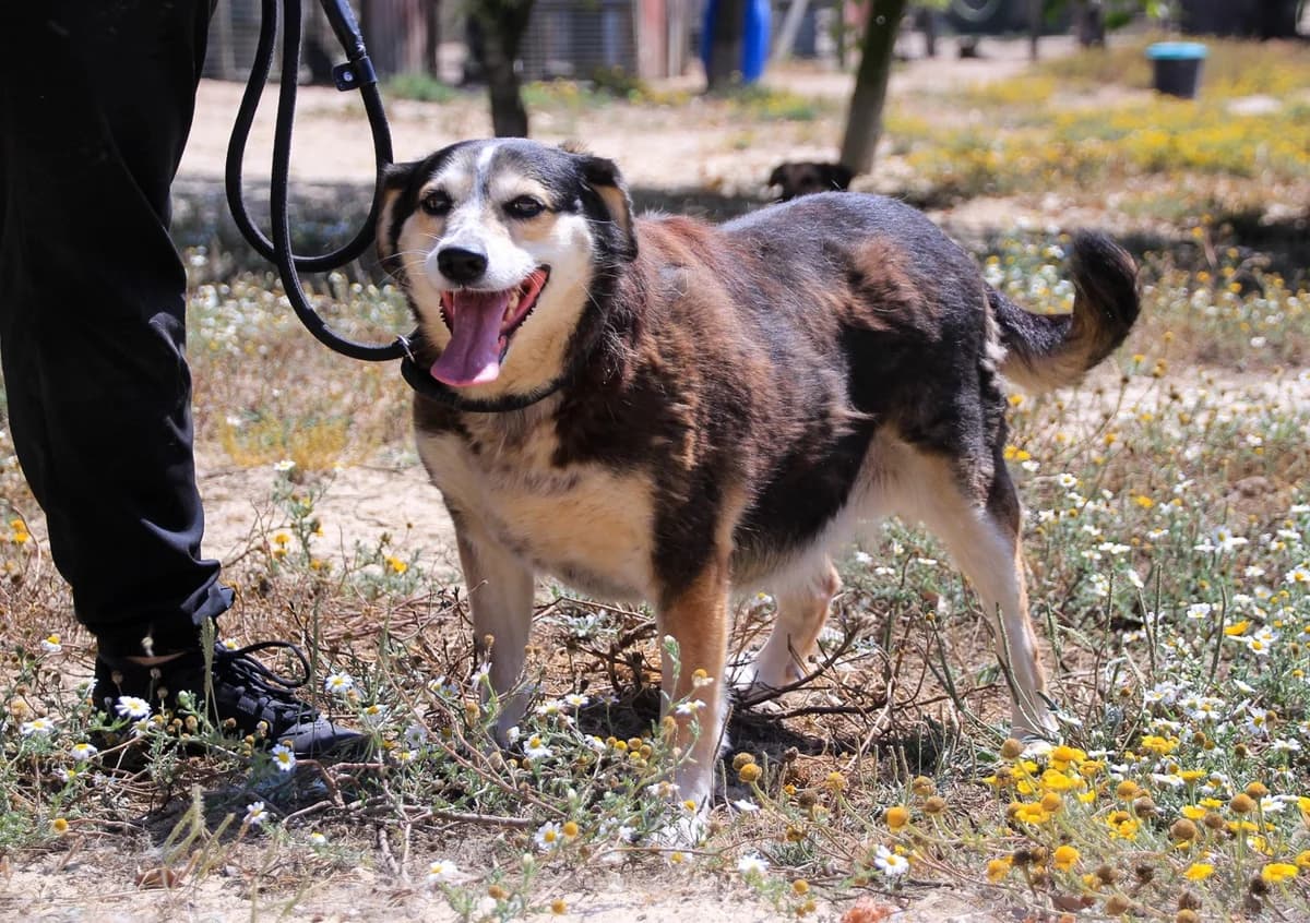 TSUKI, Tricolor (Calico) female senior Mixed Breed for adoption at O Cantinho da Milu, Lisbon