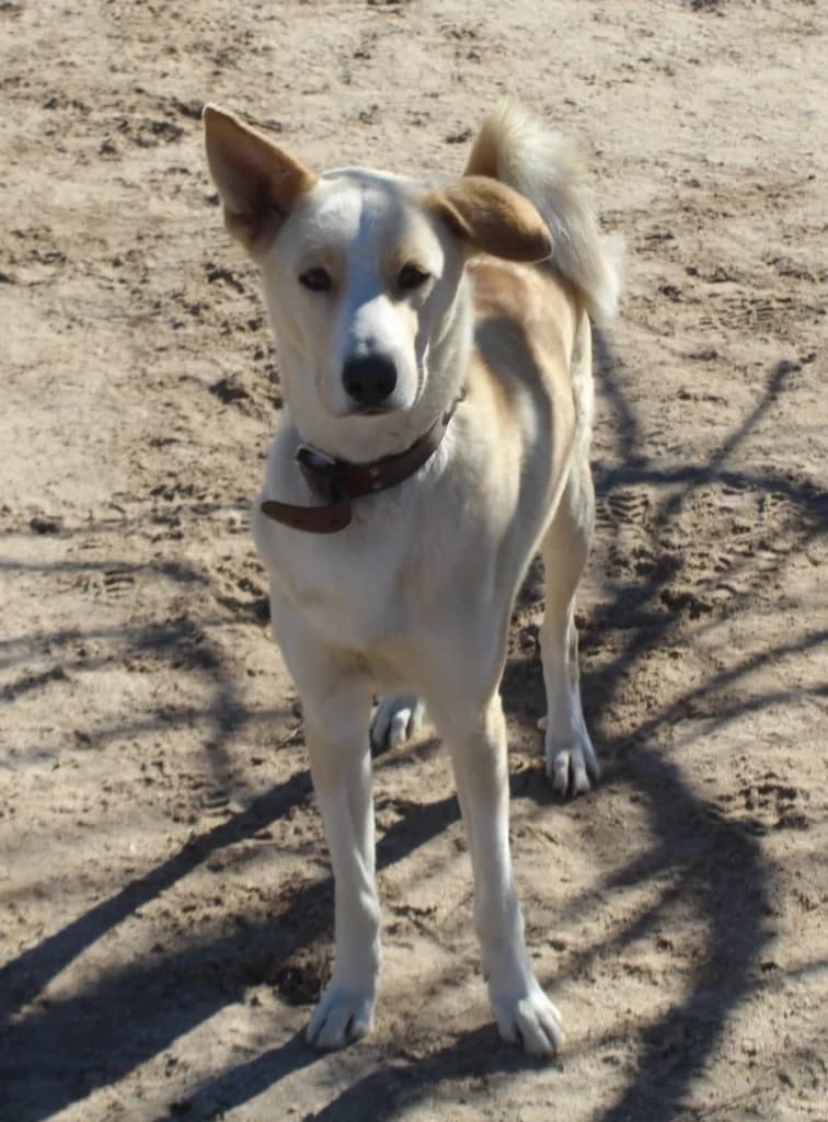 SCOTT, male senior Mixed Breed for adoption at O Cantinho da Milu, Lisbon