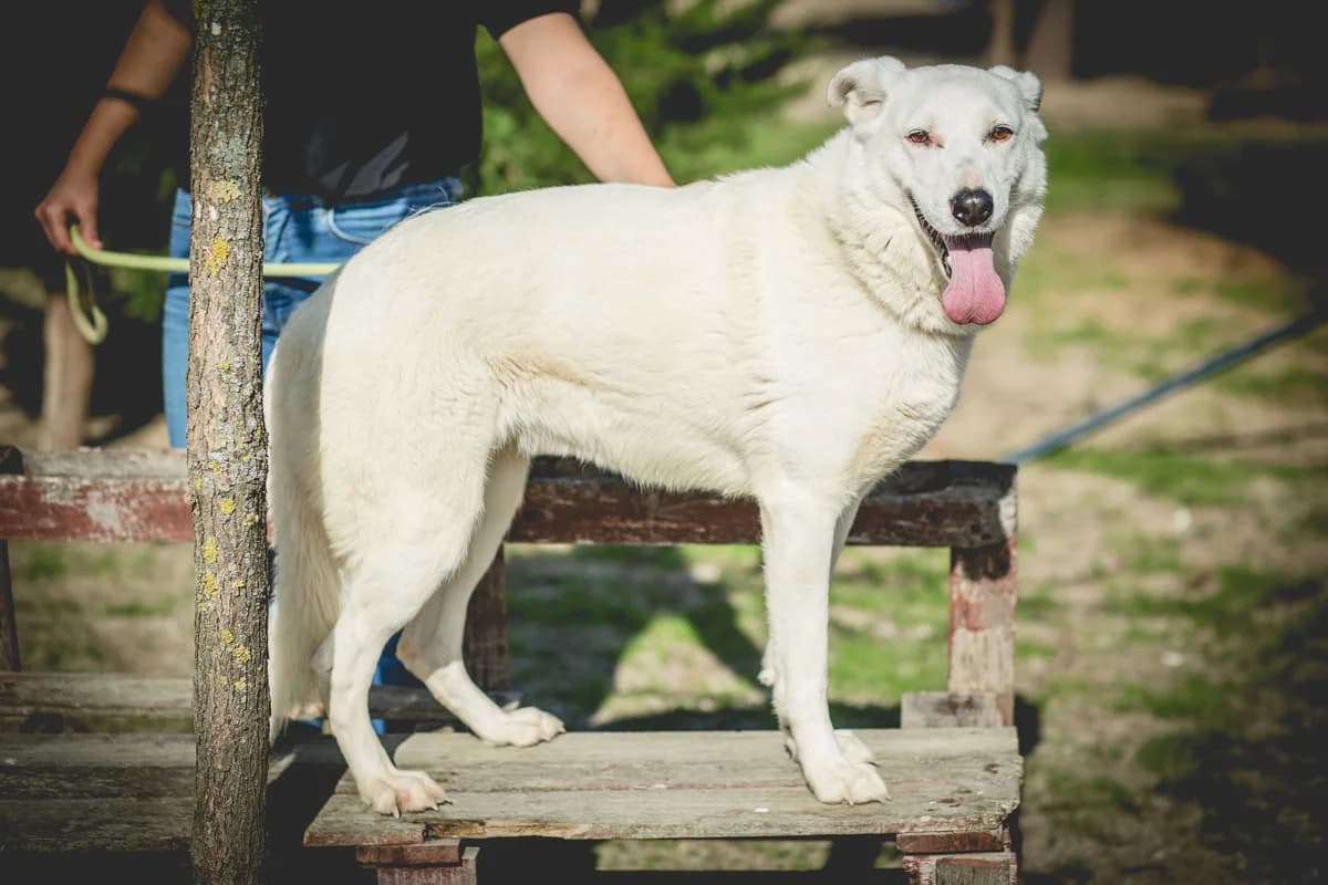 NUVEM, Branco female senior Mixed Breed for adoption at O Cantinho da Milu, Lisbon