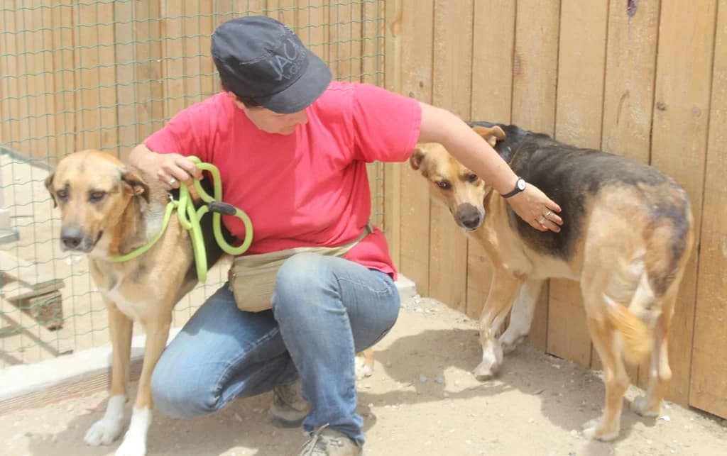 FLIP, Castanho male senior Mixed Breed for adoption at O Cantinho da Milu, Lisbon