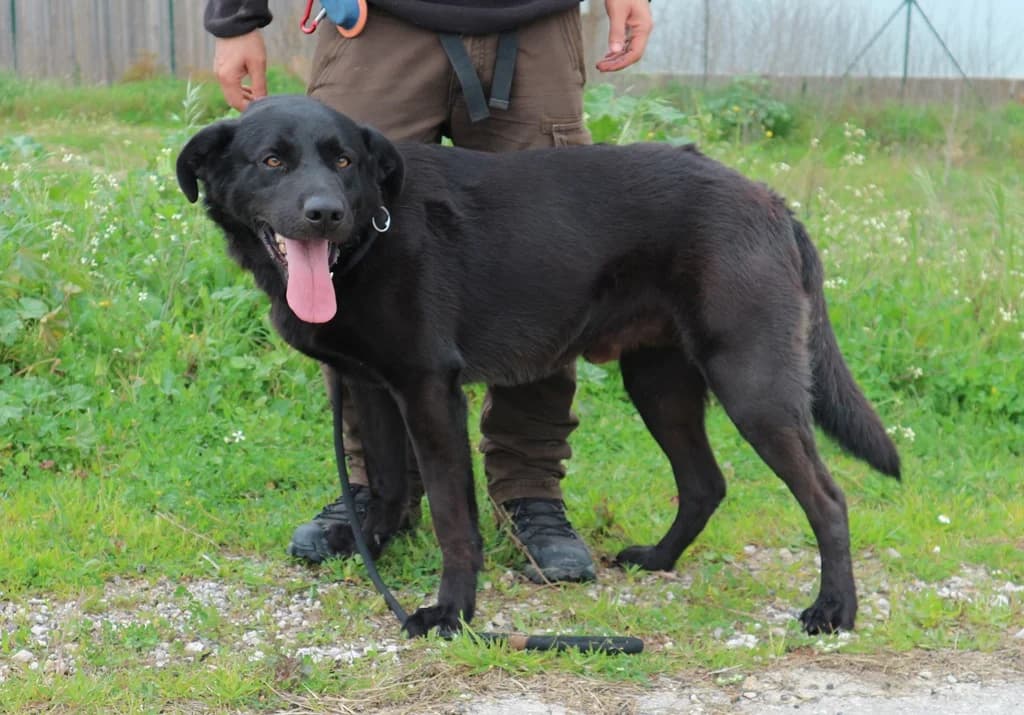 JACK, Preto male senior Labrador Retriever for adoption at O Cantinho da Milu, Lisbon
