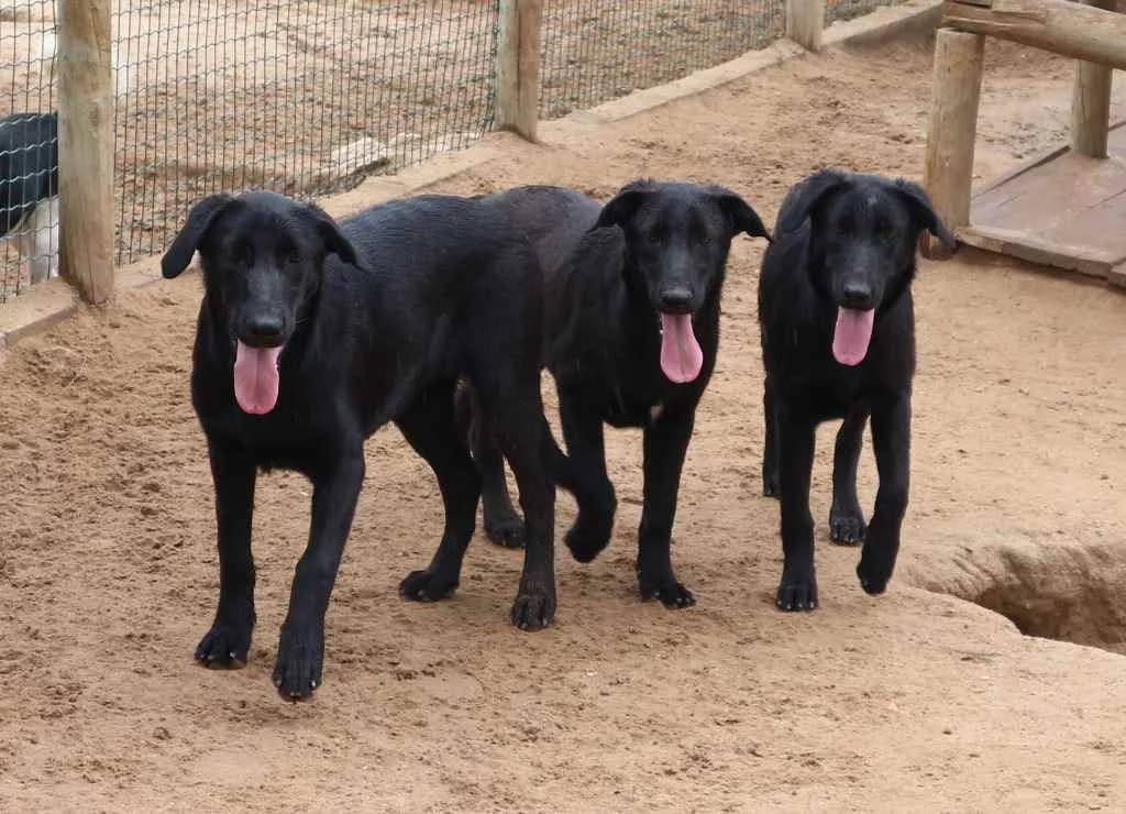 NIGEL, Preto male senior Mixed Breed for adoption at O Cantinho da Milu, Lisbon