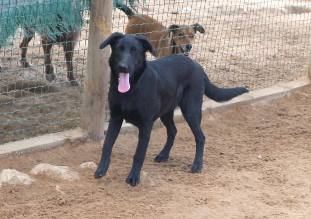 NORMAN, Preto male senior Mixed Breed for adoption at O Cantinho da Milu, Lisbon