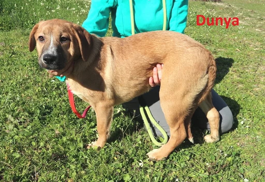 DUNYA, Castanho female senior Mixed Breed for adoption at O Cantinho da Milu, Lisbon
