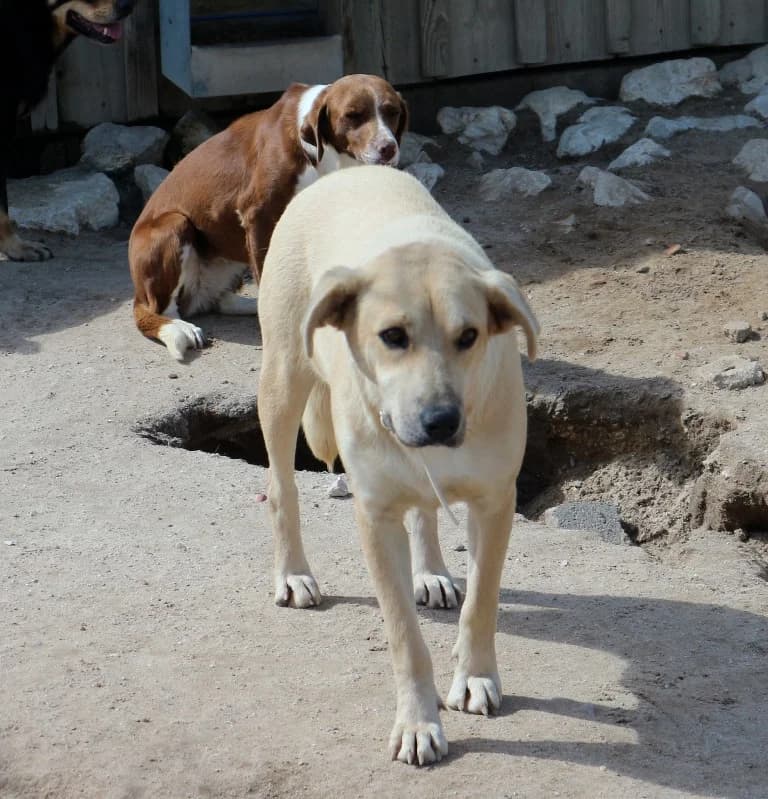 ANIELA, Creme female senior Mixed Breed for adoption at O Cantinho da Milu, Lisbon