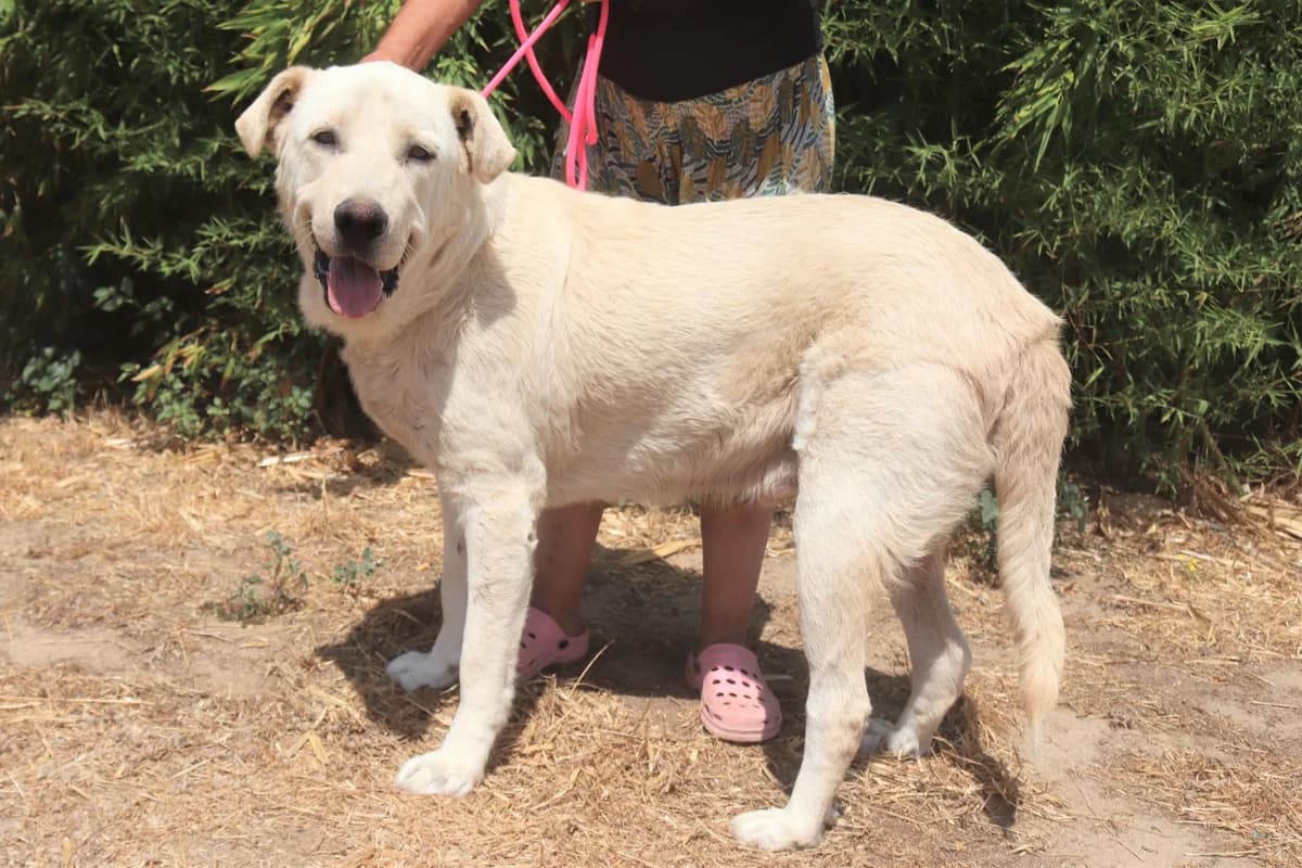 MODJO, Branco male senior mixed breed for adoption at O Cantinho da Milu, Lisbon