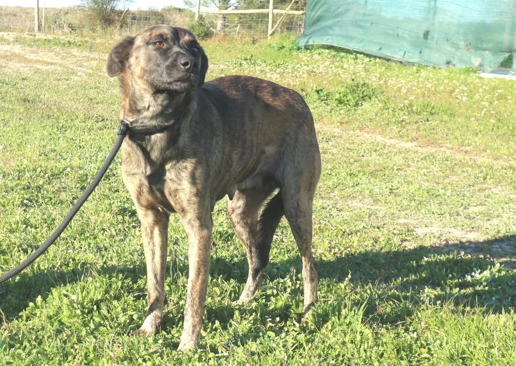 AFRA, Tigrado female senior Mixed Breed for adoption at O Cantinho da Milu, Lisbon