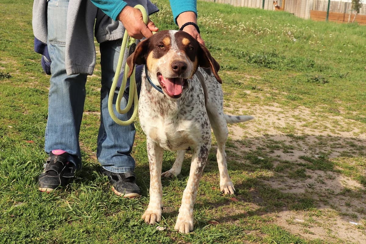 MAYA, Branco e Castanho female senior German Shorthaired Pointer for adoption at O Cantinho da Milu, Lisbon