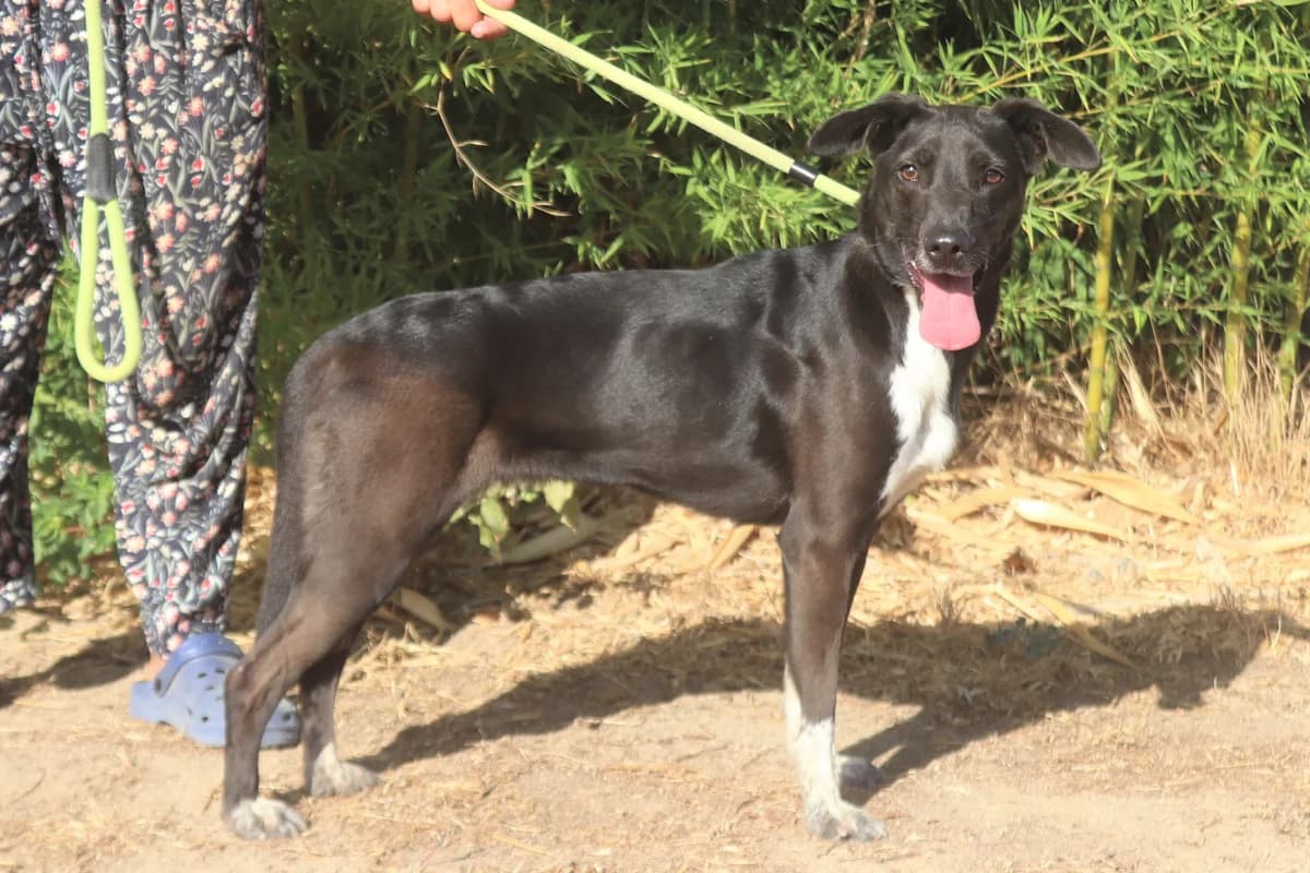 IUNA, Preto female 7yo Mixed Breed for adoption at O Cantinho da Milu, Lisbon