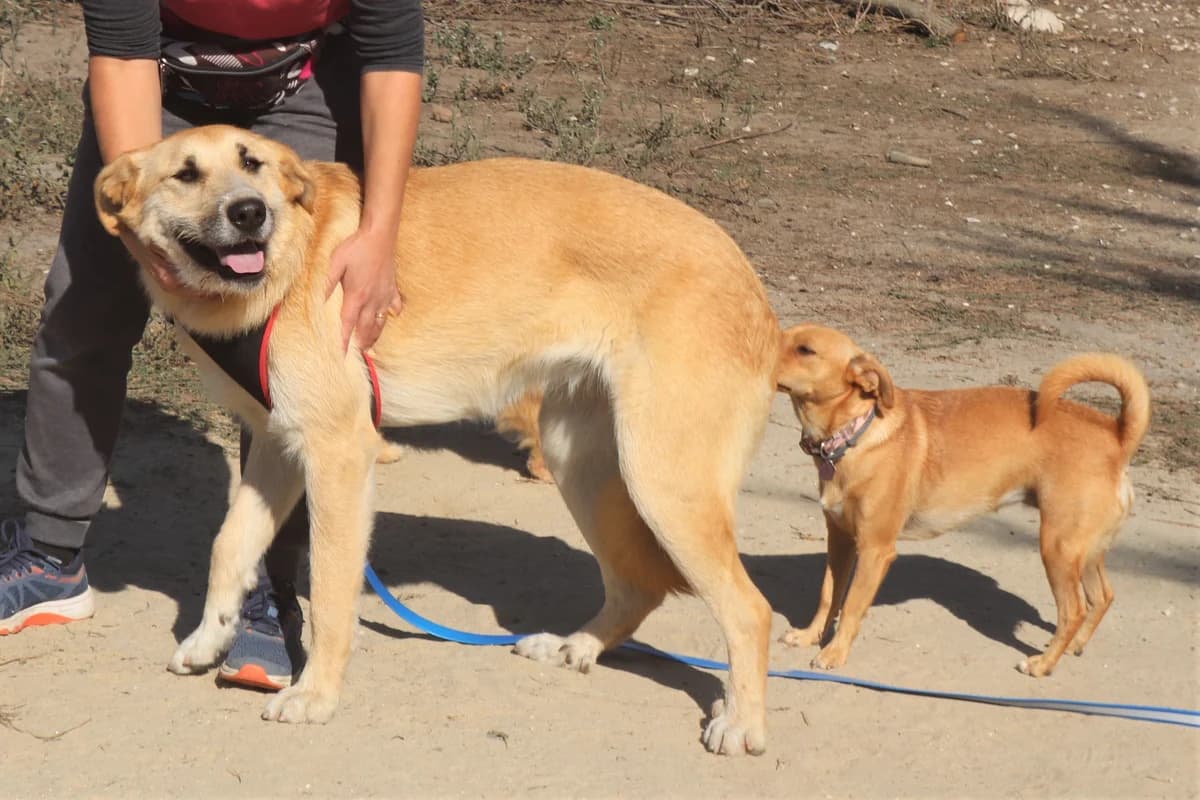 GANDA, Castanho Mel female 6yo Mixed Breed for adoption at O Cantinho da Milu, Lisbon