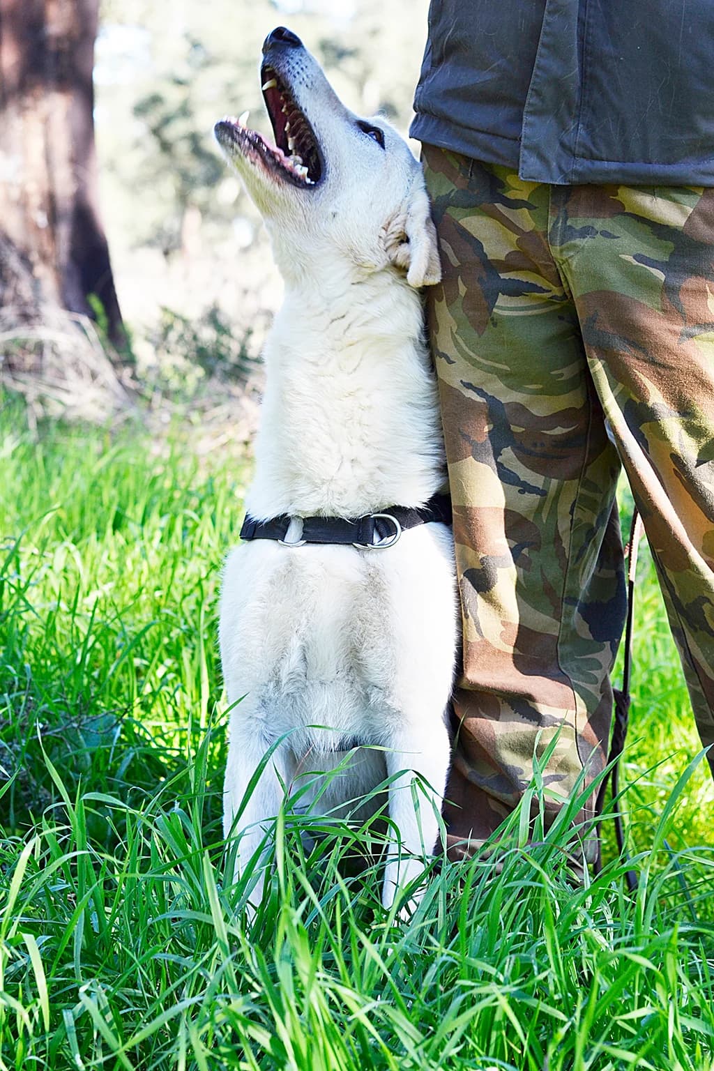 YOGI, Creme male senior Mixed Breed for adoption at O Cantinho da Milu, Lisbon