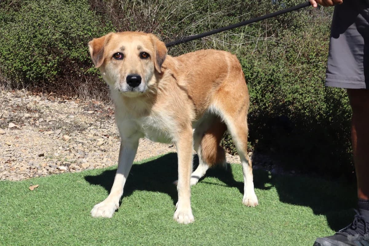 MAYSA, Castanho female 5yo Mixed Breed for adoption at O Cantinho da Milu, Lisbon