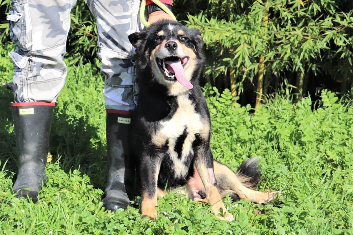 NEO, Tricolor (Calico) male senior Akita for adoption at O Cantinho da Milu, Lisbon