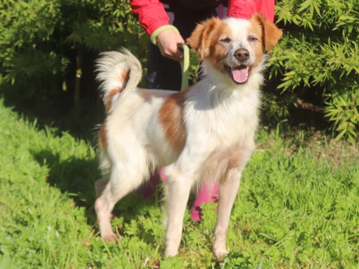 BORIS, Branco e Castanho male senior Mixed Breed for adoption at O Cantinho da Milu, Lisbon