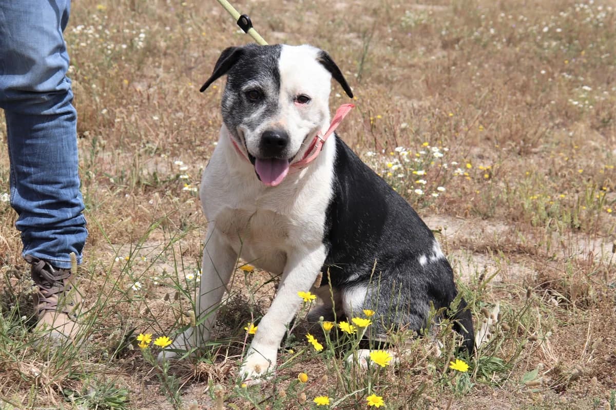 TUX, Preto e Branco male senior Mixed Breed for adoption at O Cantinho da Milu, Lisbon