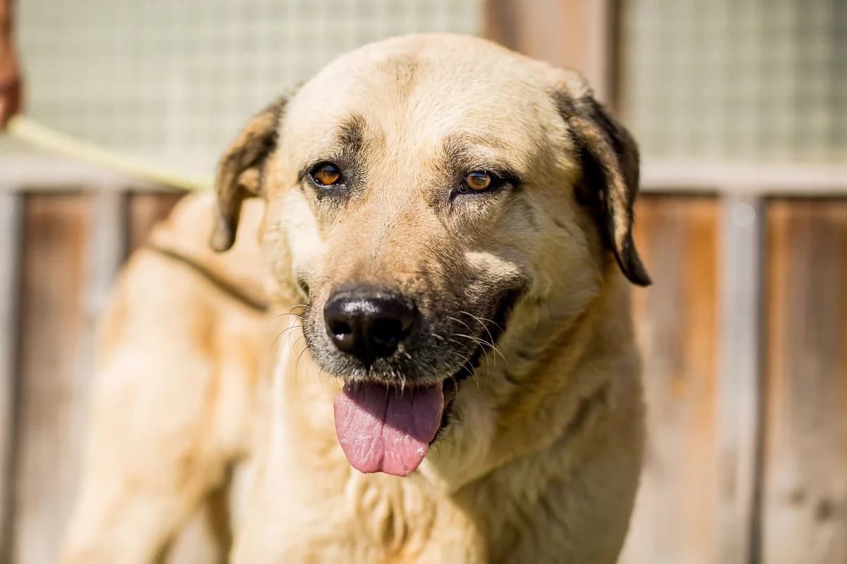 ZORBA, Creme male senior Mixed Breed for adoption at O Cantinho da Milu, Lisbon