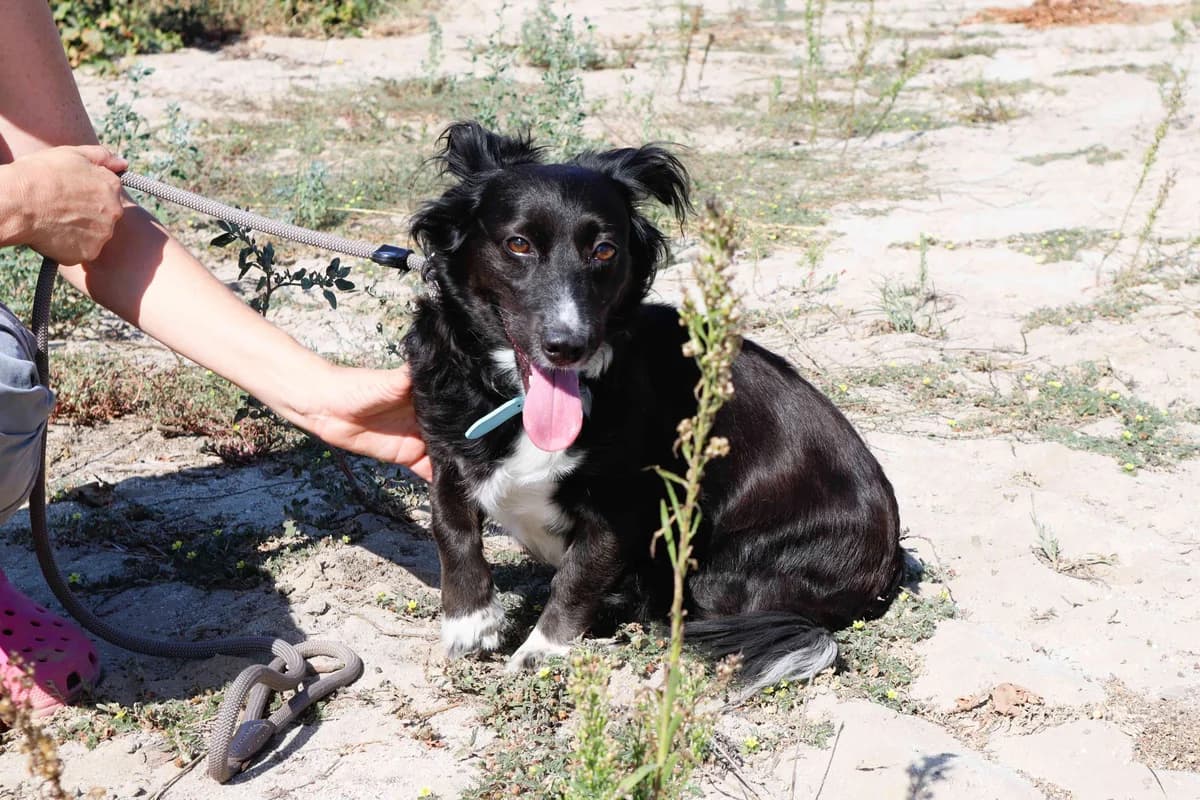 BELLE, Preto female 5yo Mixed Breed for adoption at O Cantinho da Milu, Lisbon
