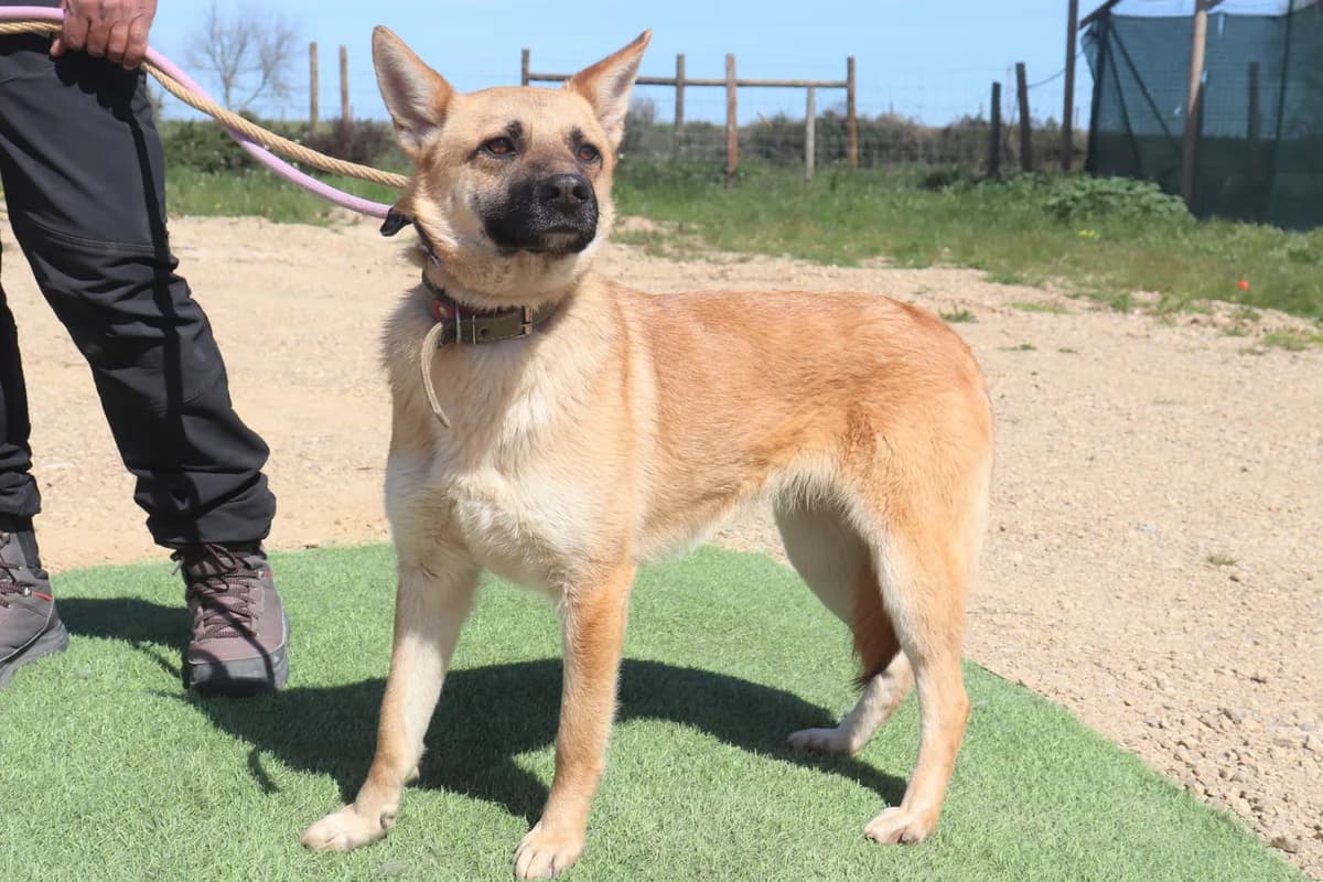 GLÓRIA, Castanho Mel female 5yo Mixed Breed for adoption at O Cantinho da Milu, Lisbon