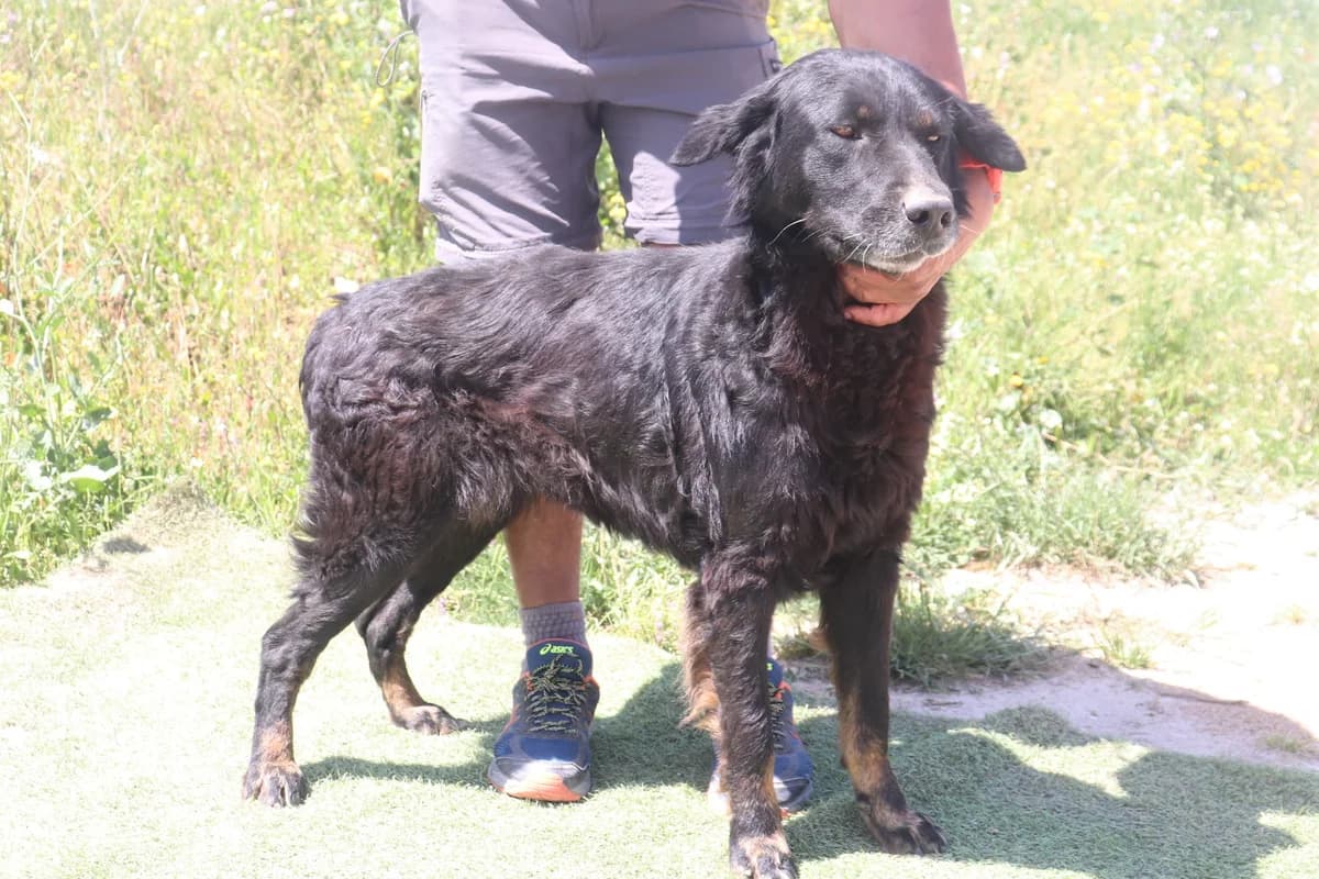 MARFY, Preto female 6yo Mixed Breed for adoption at O Cantinho da Milu, Lisbon