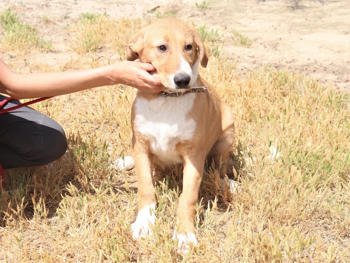 RICCI, Castanho e Branco female 4yo Mixed Breed for adoption at O Cantinho da Milu, Lisbon