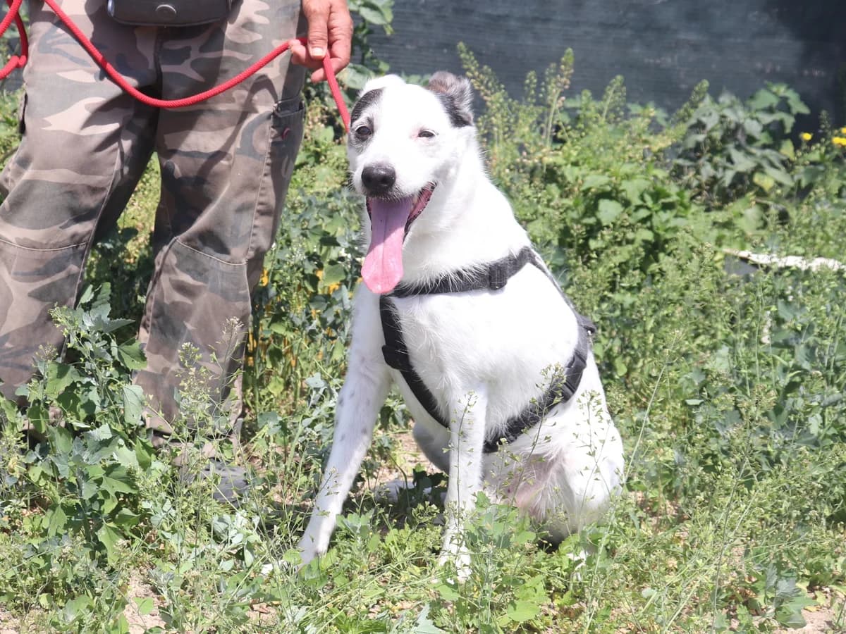 GIO, Branco e Preto male 7yo Mixed Breed for adoption at O Cantinho da Milu, Lisbon