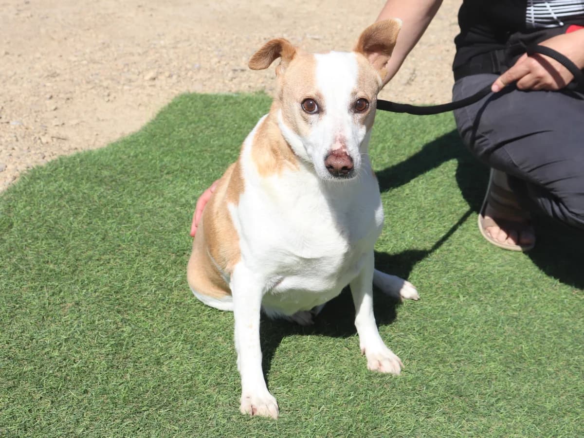 MADONA, Creme female senior Mixed Breed for adoption at O Cantinho da Milu, Lisbon