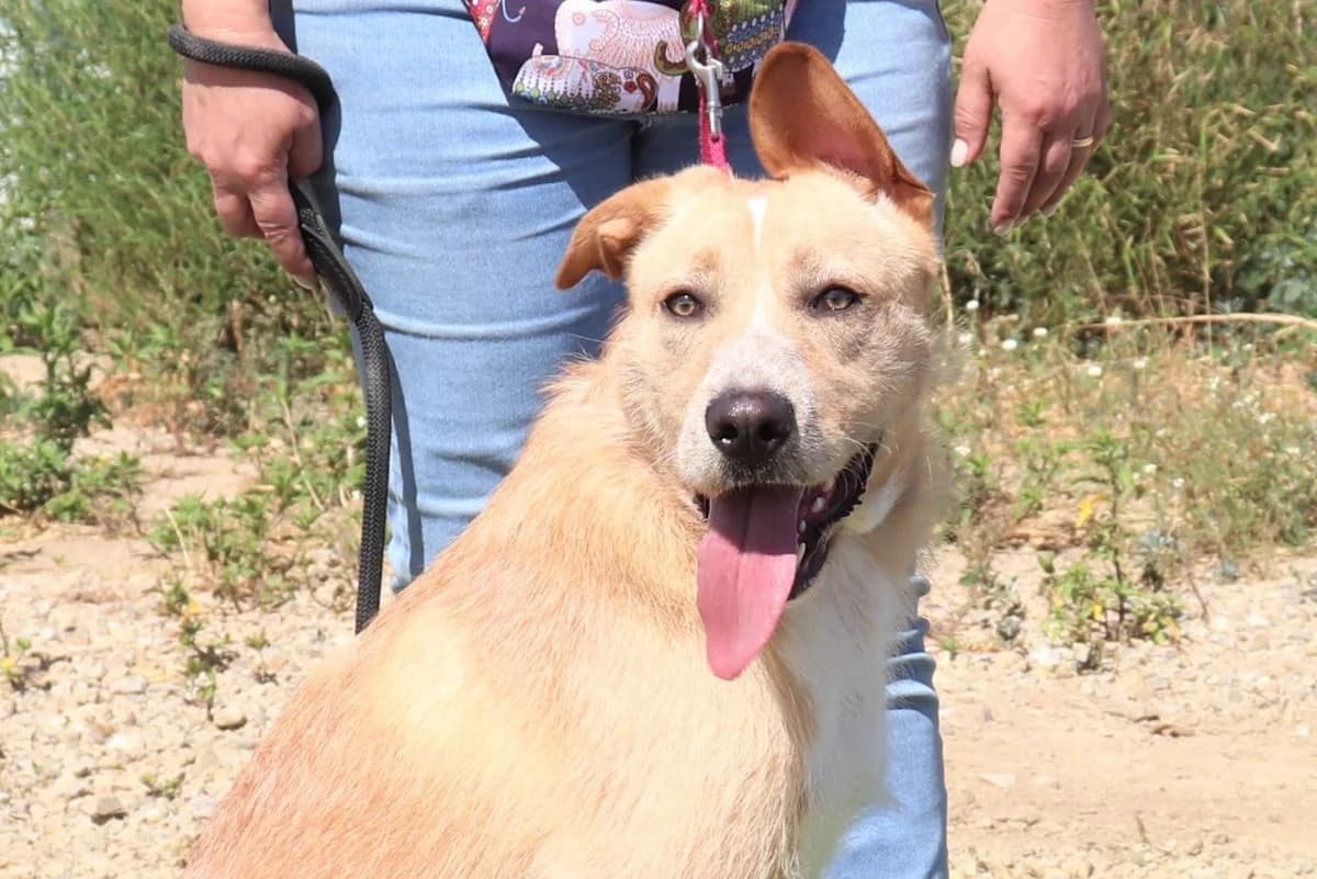 MOONY, Creme female 6yo Mixed Breed for adoption at O Cantinho da Milu, Lisbon
