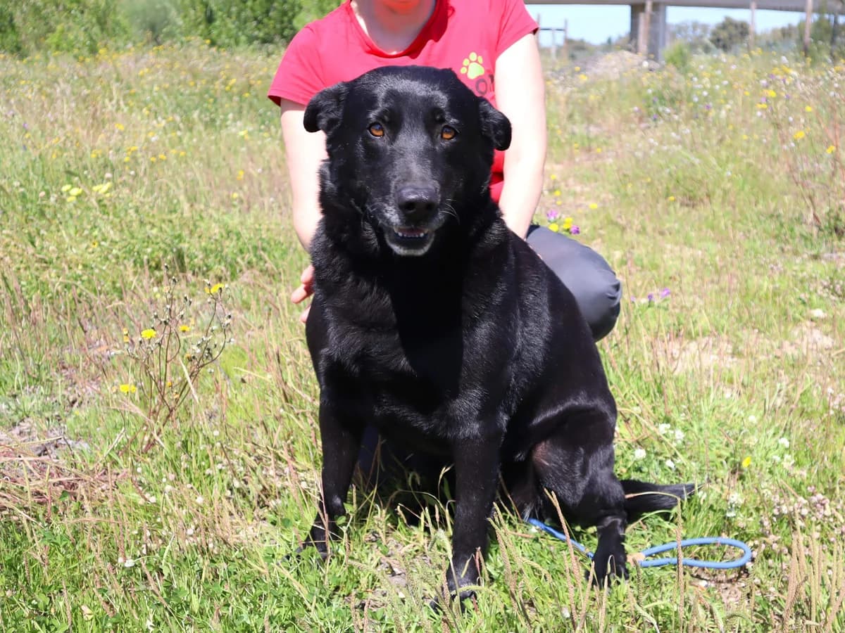 LAURA, Preto female 5yo Labrador Retriever for adoption at O Cantinho da Milu, Lisbon