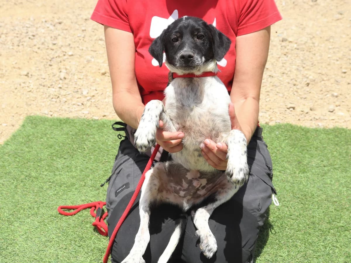 OLE, Preto e Branco male 4yo Mixed Breed for adoption at O Cantinho da Milu, Lisbon