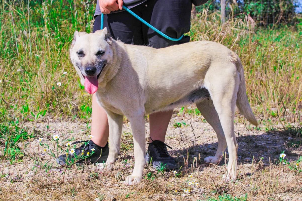 GERDA, Creme female senior Mixed Breed for adoption at O Cantinho da Milu, Lisbon