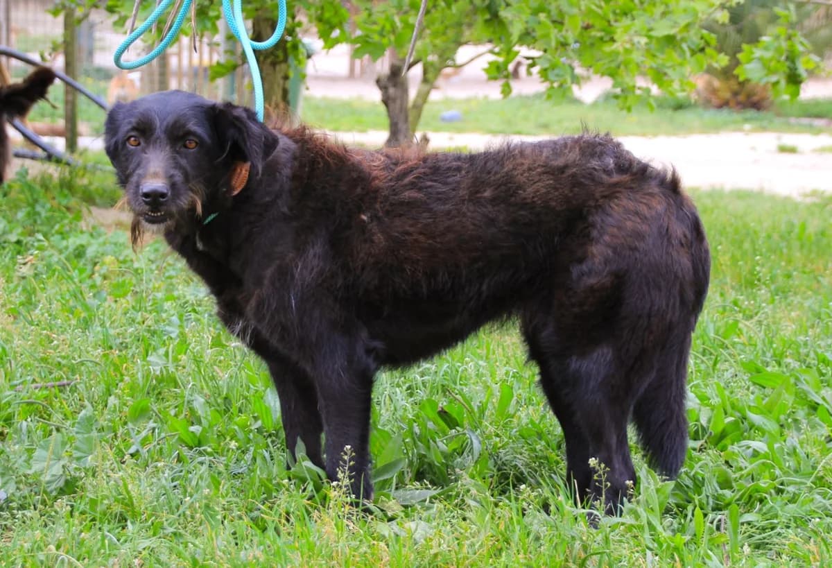 PONY, Preto female 4yo Mixed Breed for adoption at O Cantinho da Milu, Lisbon