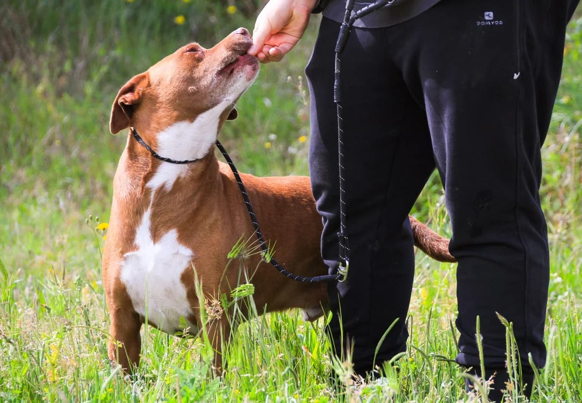 WIGGE, Castanho e Branco male senior Mixed Breed for adoption at O Cantinho da Milu, Lisbon