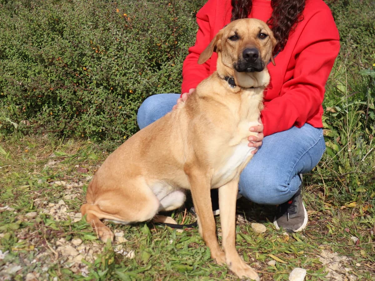 JENNY, Castanho female 4yo Mixed Breed for adoption at O Cantinho da Milu, Lisbon
