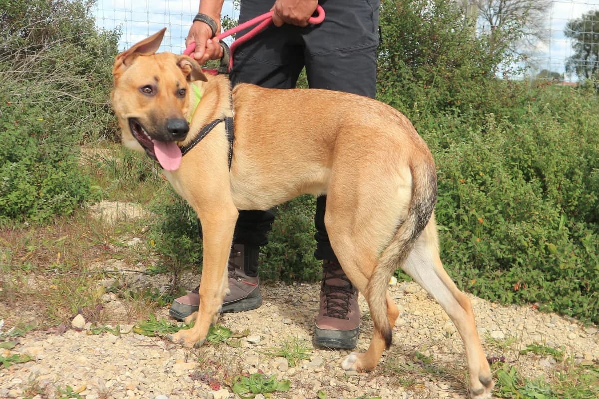 HECTOR LEÃO, Castanho male 4yo Mixed Breed for adoption at O Cantinho da Milu, Lisbon