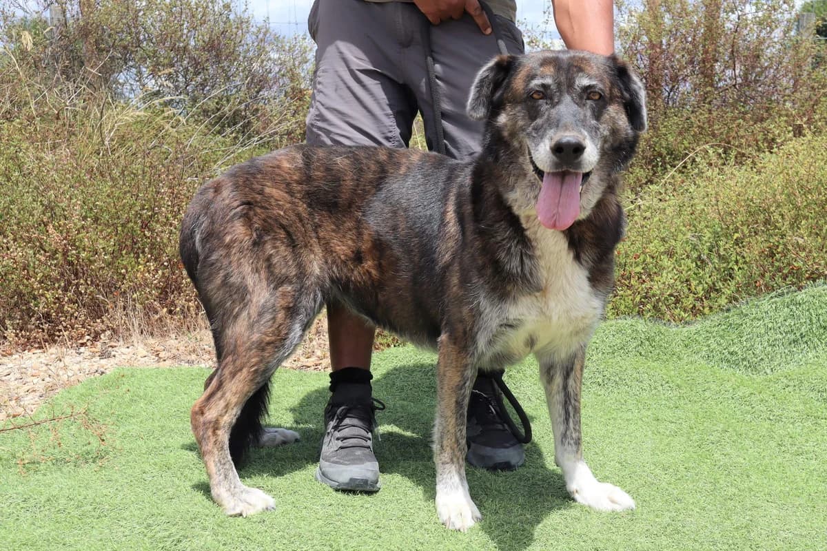 SUSU, Castanho female senior mixed breed for adoption at O Cantinho da Milu, Lisbon
