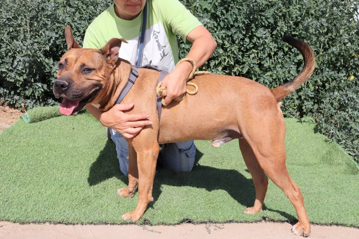 MAX, Castanho male senior Staffordshire Bull Terrier for adoption at O Cantinho da Milu, Lisbon