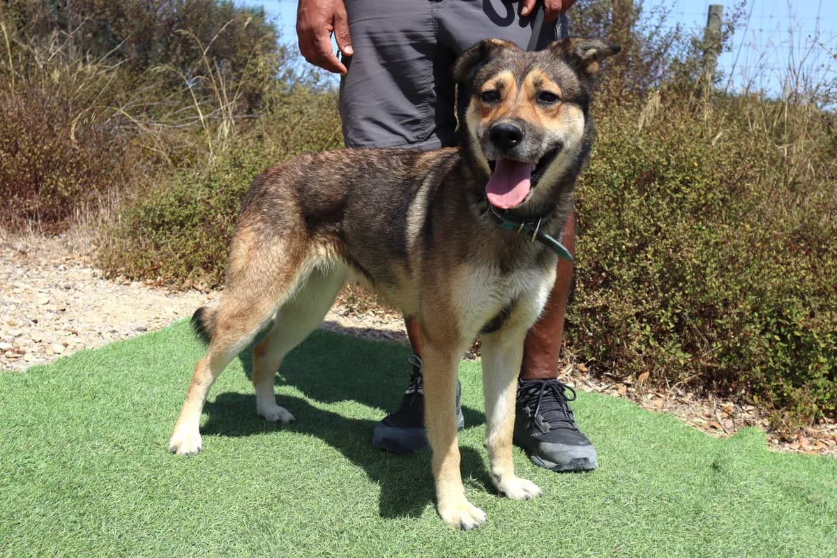 EDDA, Castanho female 5yo Mixed Breed for adoption at O Cantinho da Milu, Lisbon