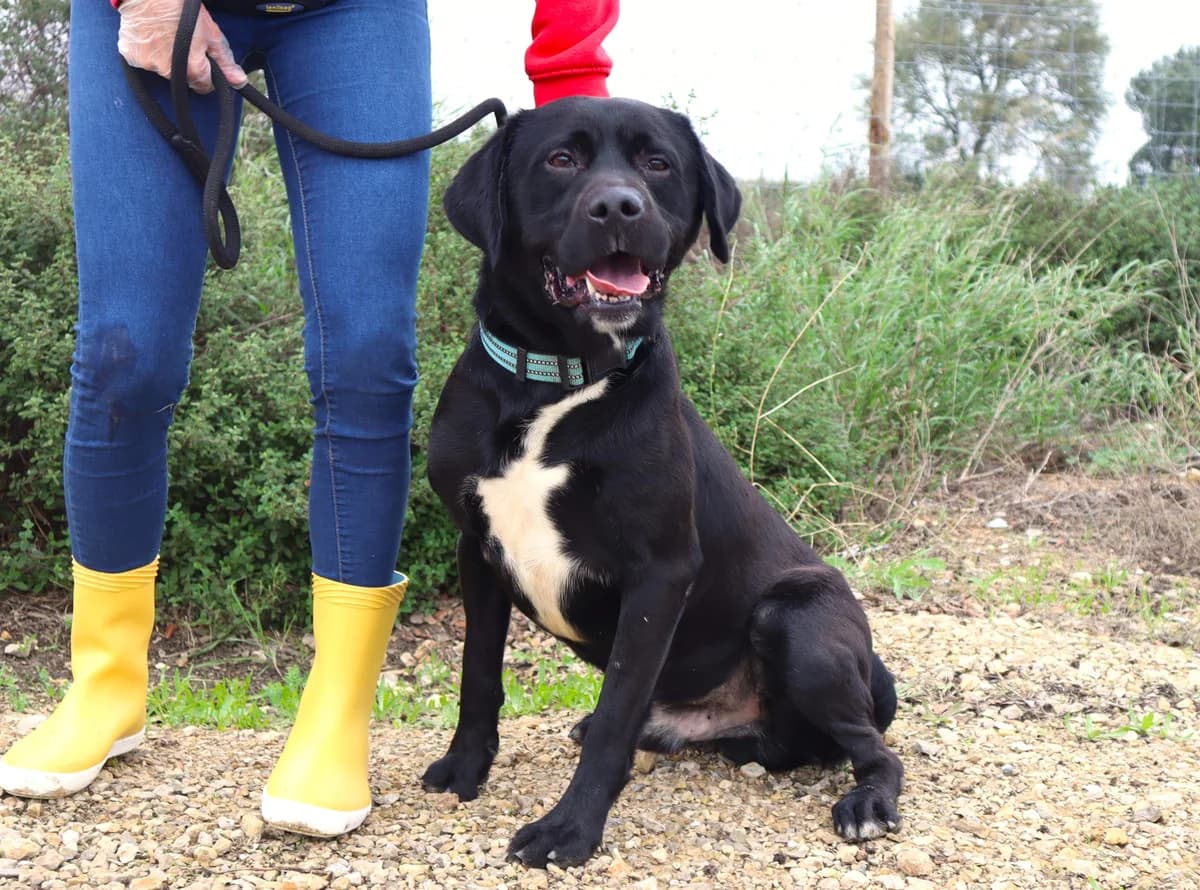 KAYSER, Preto male senior Labrador Retriever for adoption at O Cantinho da Milu, Lisbon