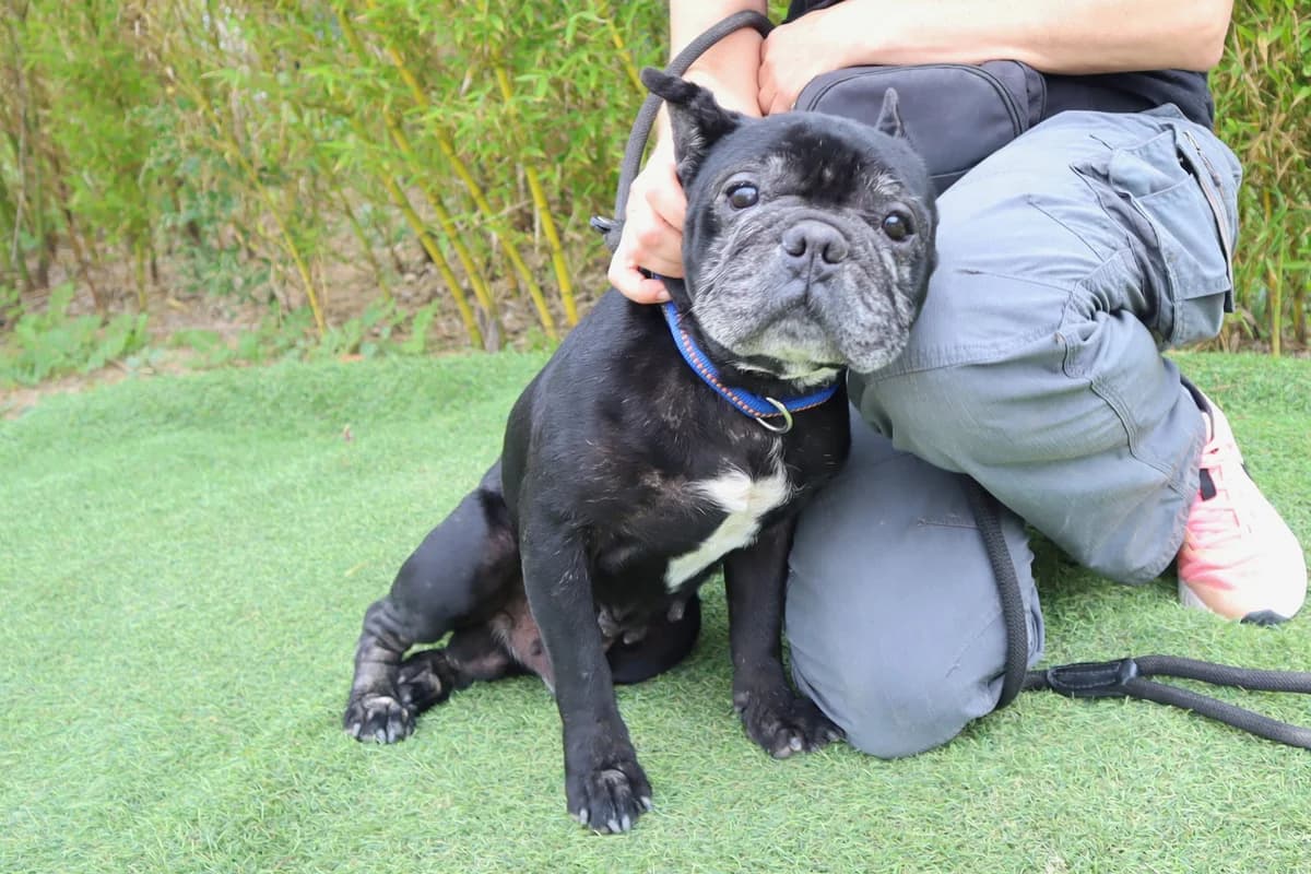 FREDDIE, Preto male senior English Bulldog for adoption at O Cantinho da Milu, Lisbon