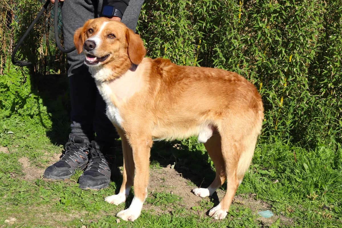 JAMES, Castanho male 7yo Mixed Breed for adoption at O Cantinho da Milu, Lisbon