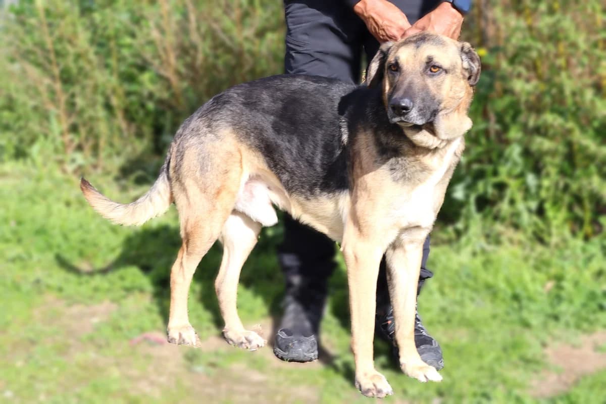 LOUIS, Preto e Castanho male senior mixed breed for adoption at O Cantinho da Milu, Lisbon