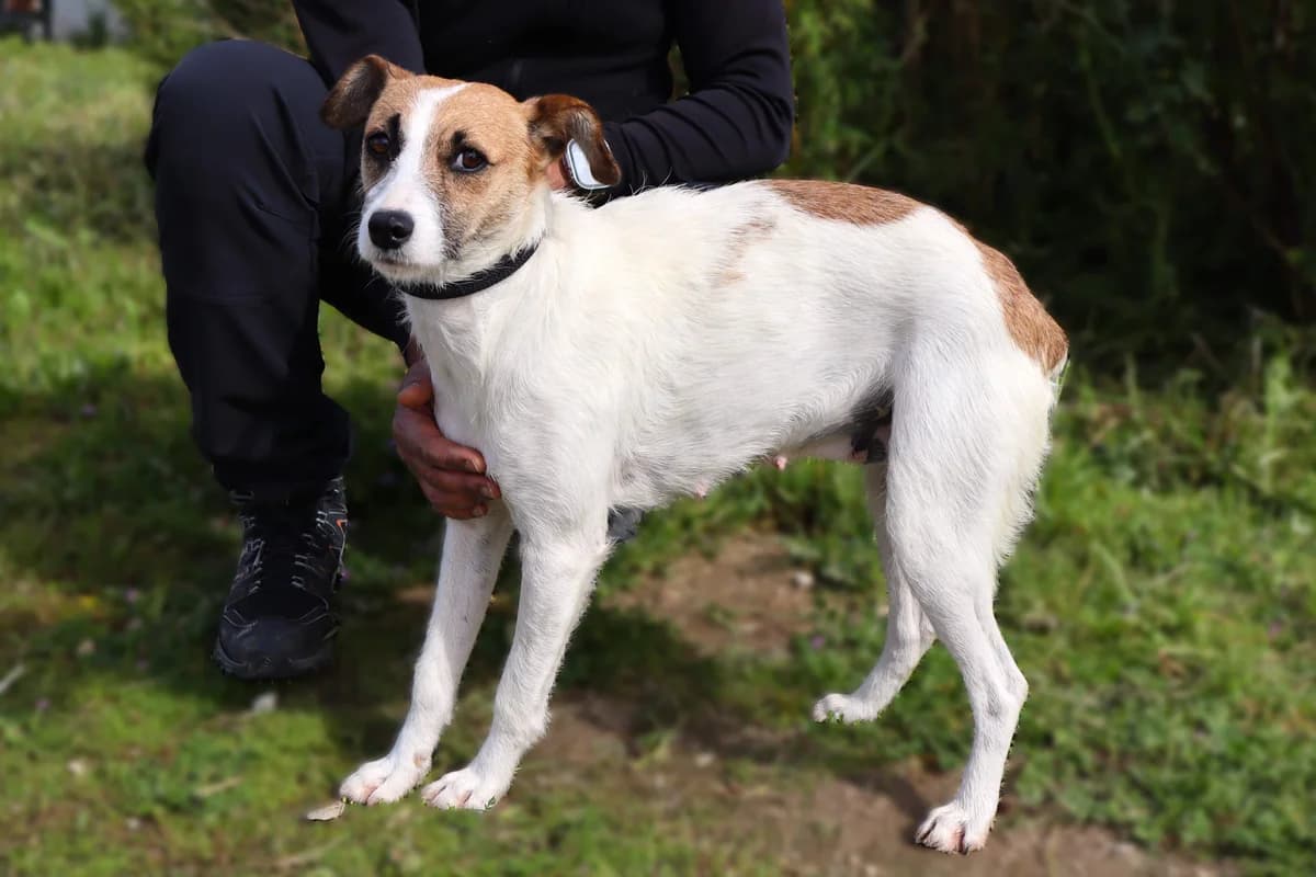 ELSY, Branco e Castanho female 5yo Mixed Breed for adoption at O Cantinho da Milu, Lisbon