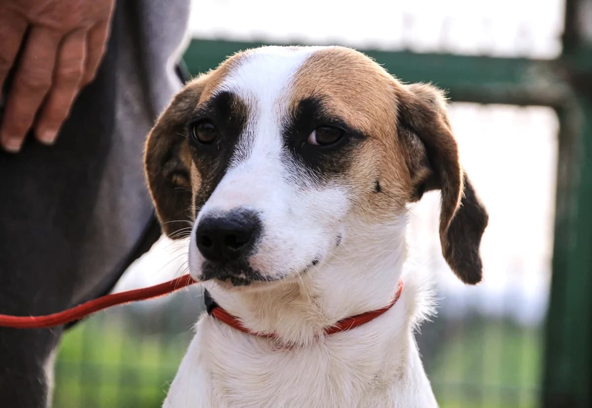 TARA, Branco e Castanho female 4yo Mixed Breed for adoption at O Cantinho da Milu, Lisbon