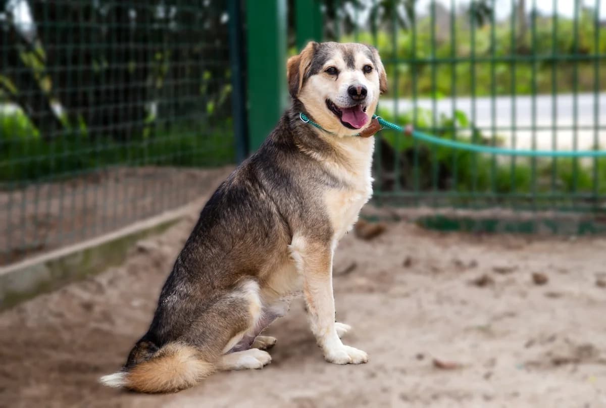 MONTY, male 4yo Mixed Breed for adoption at O Cantinho da Milu, Lisbon