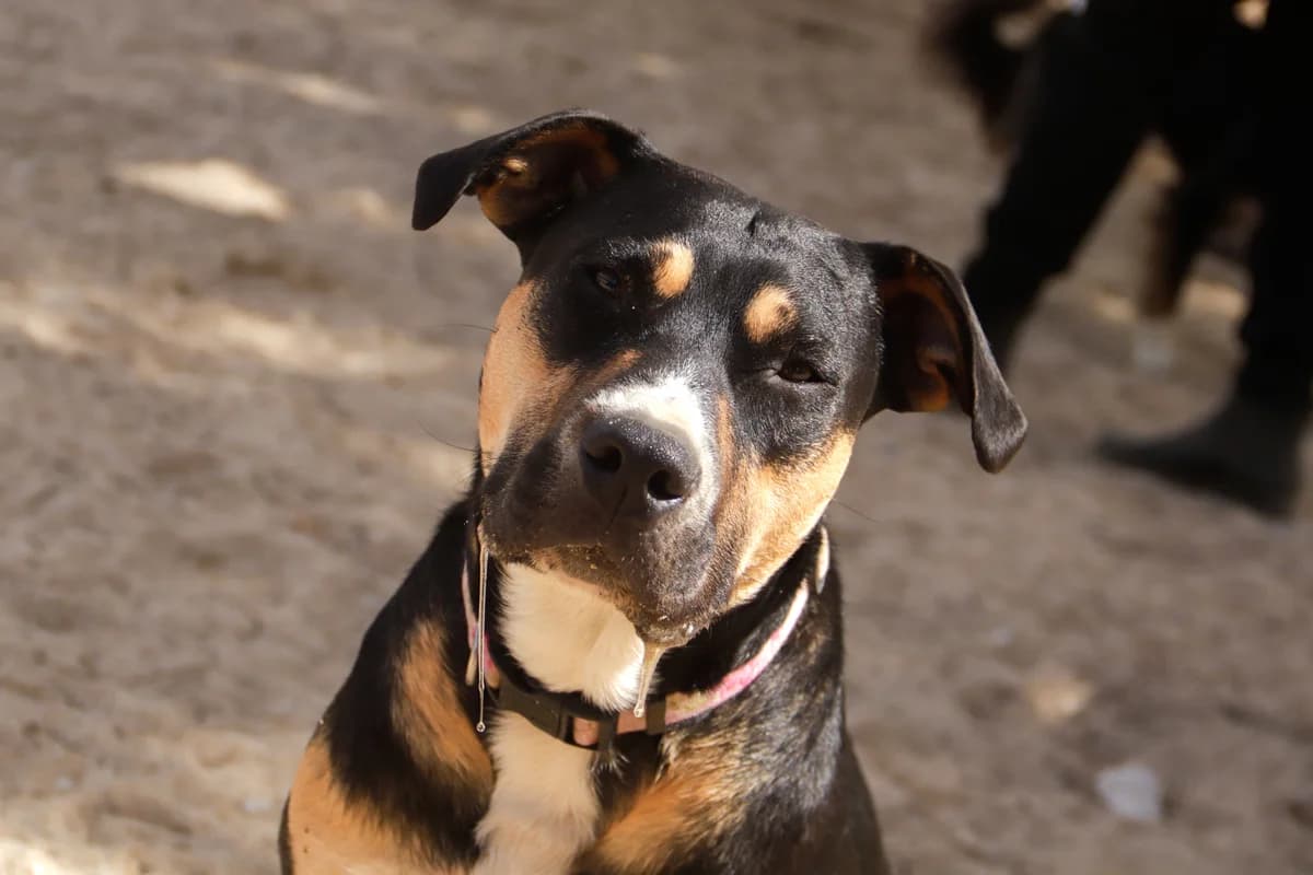 DORA, Tricolor (Calico) female young Mixed Breed for adoption at O Cantinho da Milu, Lisbon