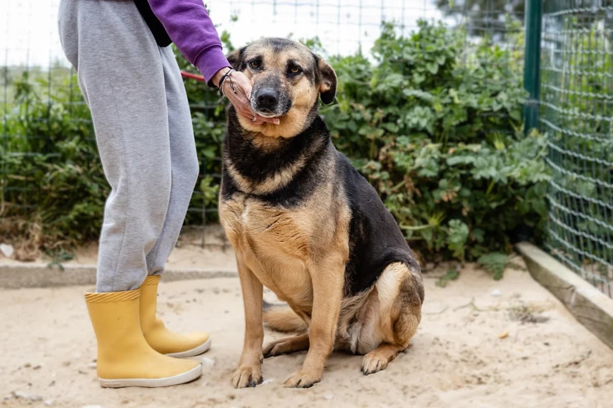 ELLIE, Preto e Castanho female 7yo mixed breed for adoption at O Cantinho da Milu, Lisbon