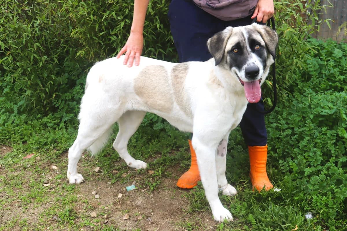 RUBY, Branco e Cinzento female young mixed breed for adoption at O Cantinho da Milu, Lisbon