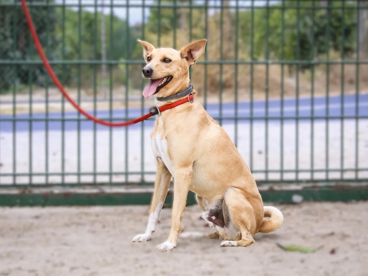 DIXON, Castanho Mel male young Mixed Breed for adoption at O Cantinho da Milu, Lisbon