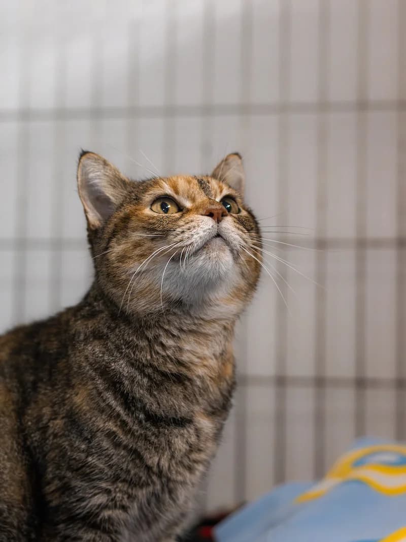 Amélia, female mixed breed for adoption at Cantinho do Tareco